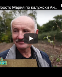 Видео-интервью с Есичевым Сергеем Тимофеевичем о сорте груши Просто Мария